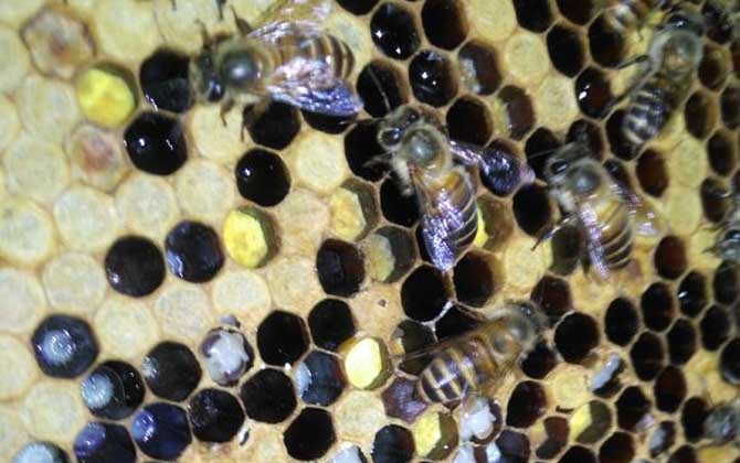 蜜蜂越冬死亡有哪些原因? 蜜蜂越冬死亡