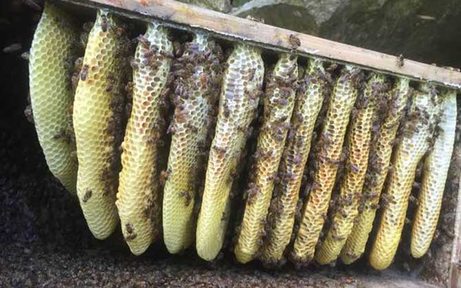 蜜蜂越冬死亡有哪些原因? 蜜蜂越冬死亡
