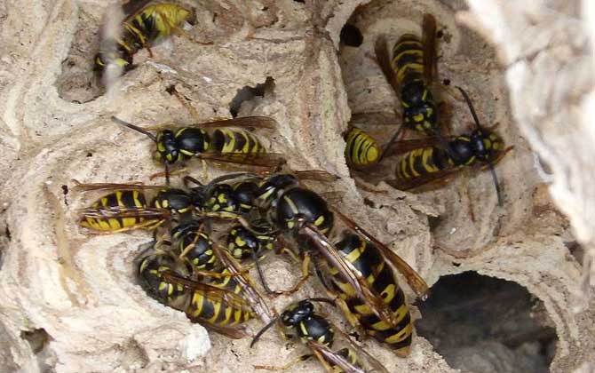 養蜂怎么防止天敵胡蜂? 胡蜂