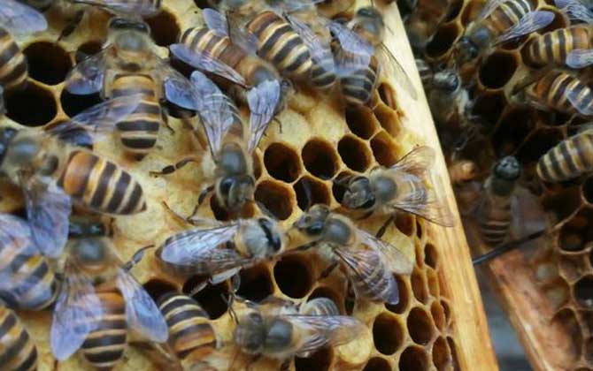 蜜蜂里有黑蜂怎么處理? 黑蜂怎么處理