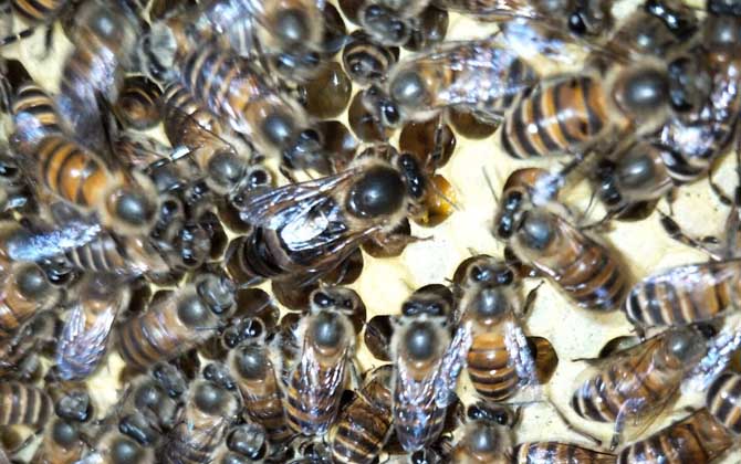 蜜蜂里有黑蜂怎么處理? 黑蜂怎么處理