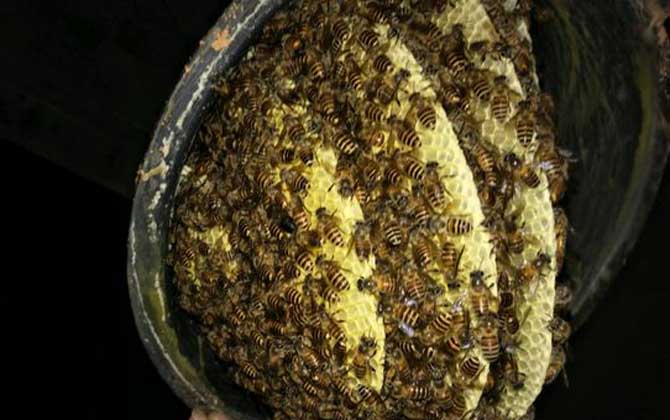 一箱蜜蜂一年產多少蜜? 蜜蜂產多少蜜