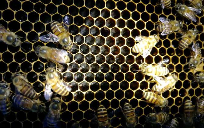 新手怎樣養蜜蜂不會跑? 養蜂