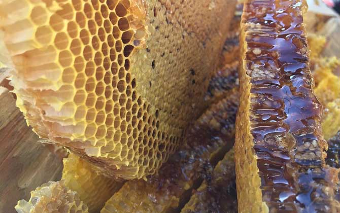 蜂蜜價格為什么有高有低? 蜂蜜