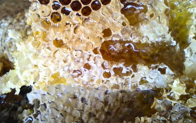 純野生蜂蜜200元一斤貴嗎? 野生蜂蜜