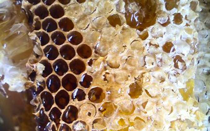 純野生蜂蜜200元一斤貴嗎? 野生蜂蜜