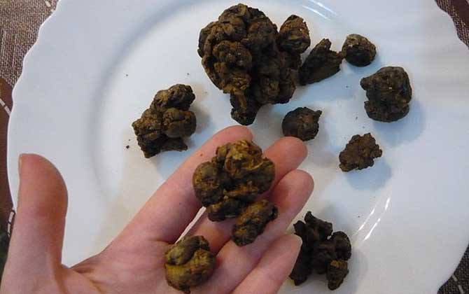 蜂膠的功效與作用及食用方法 蜂膠