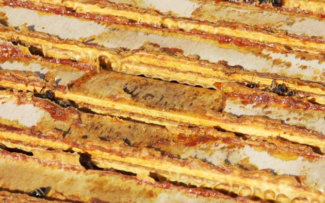 蜂膠什么時候吃最好? 蜂膠