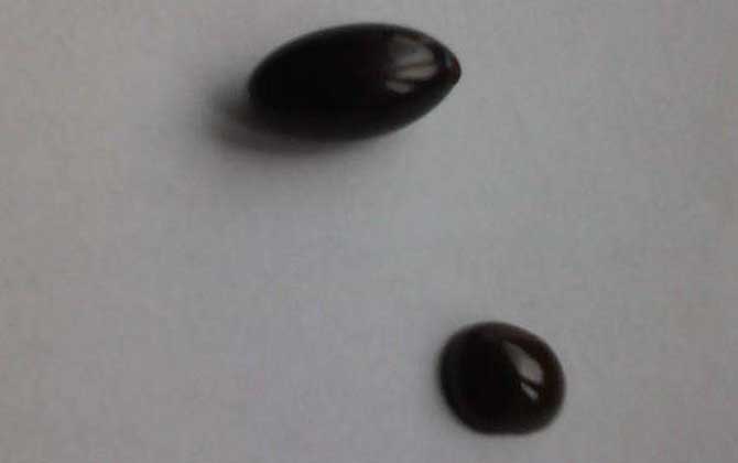 蜂膠的真假怎么鑒別? 蜂膠