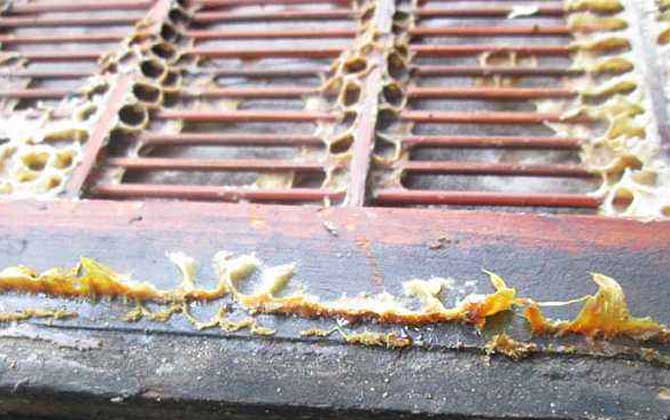 蜂膠在家里怎么提煉? 蜂膠