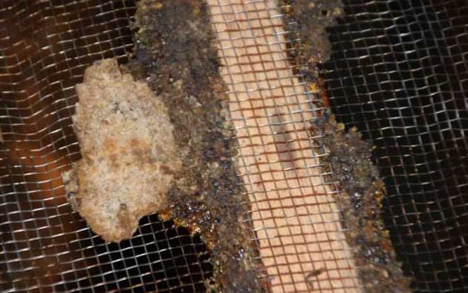 蜂膠在蜂箱的哪個部位? 蜂膠