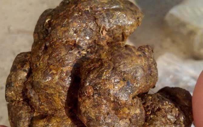 男人吃蜂膠會影響性功能嗎? 蜂膠