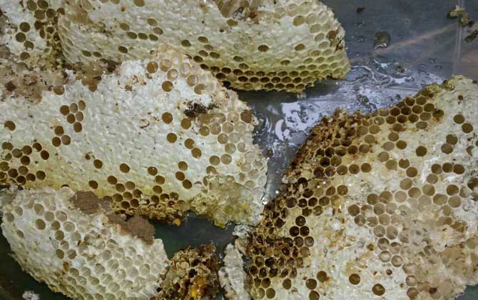 蜂巢和巢蜜的區別 蜂巢