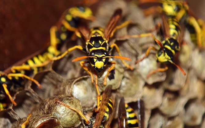 露蜂房和蜂房的區別 露蜂房