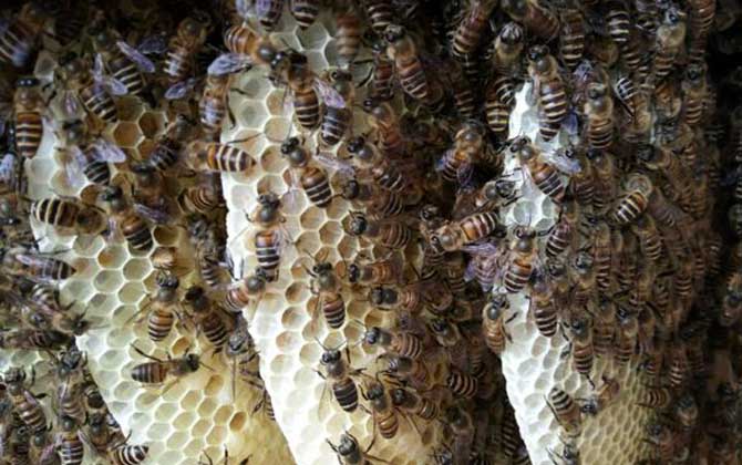 蜂窩對(duì)蜜蜂有什么作用? 蜂窩