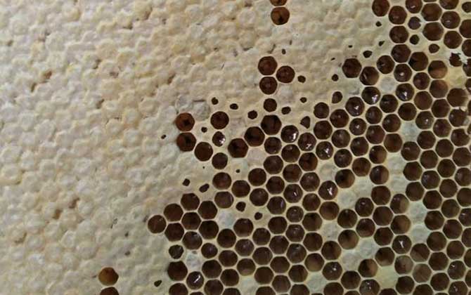 蜂巢不適宜哪些人吃? 蜂巢