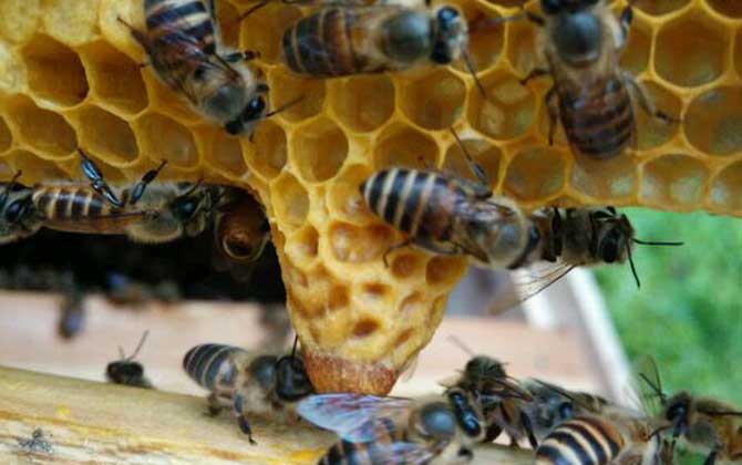 蜂王胎和蜂王漿哪個(gè)好? 蜂王胎