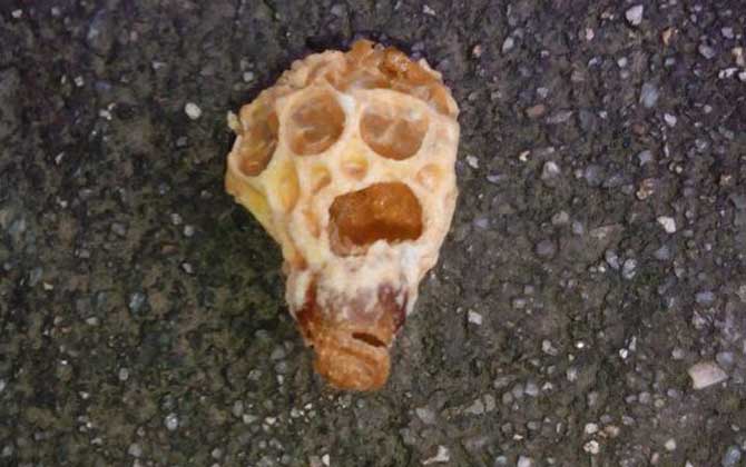 蜂王胎和蜂王漿哪個(gè)好? 蜂王胎