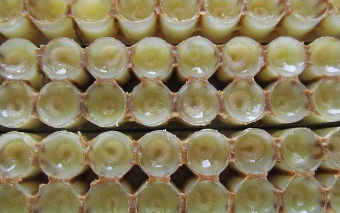 蜂王胎價(jià)格多少錢一瓶? 蜂王胎