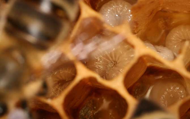 蜂王胎的作用與功效及禁忌人群 蜂王胎