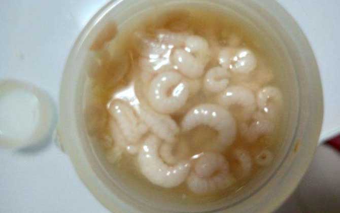 女人吃蜂王胎的副作用有哪些? 蜂王胎