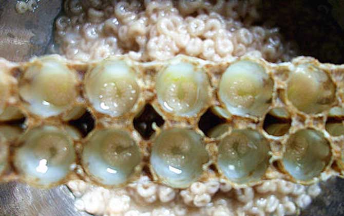 吃蜂王胎一年后有什么變化? 蜂王胎