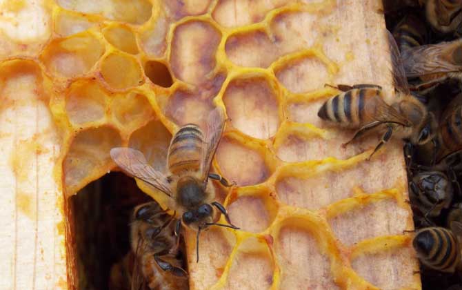 蜂蠟和蜂膠的區(qū)別 蜂膠