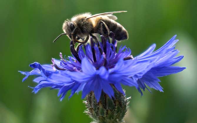 蜂毒由哪些成分組成的? 蜜蜂