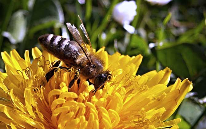 蜂毒療法的適應癥及副作用 蜜蜂