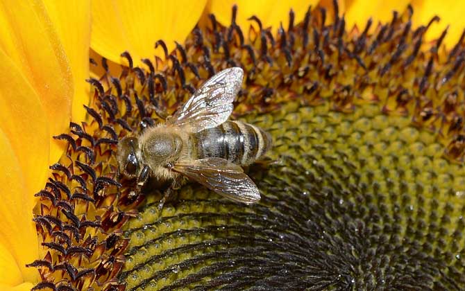 蜂毒療法的適應癥及副作用 蜜蜂