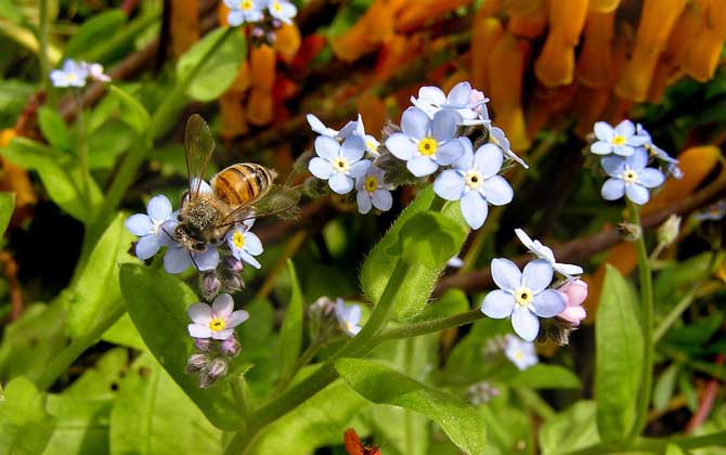 用什么藥最快速解蜂毒? 蜜蜂