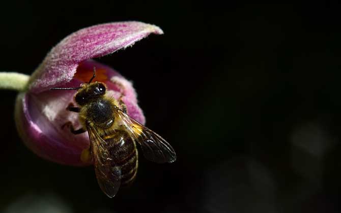 蜂針療法對人體的危害 蜜蜂