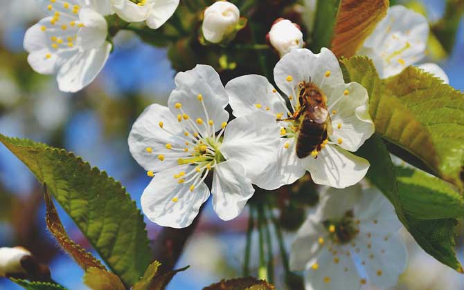 蜂毒能讓陰莖增大嗎? 蜜蜂