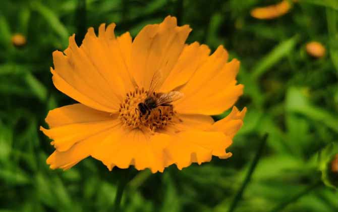 蜂毒對腎的副作用有哪些? 蜂毒