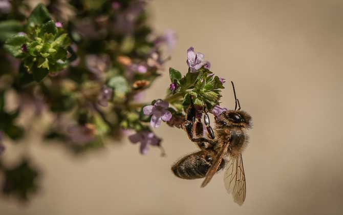 蜂療有什么害處及副作用? 蜂療