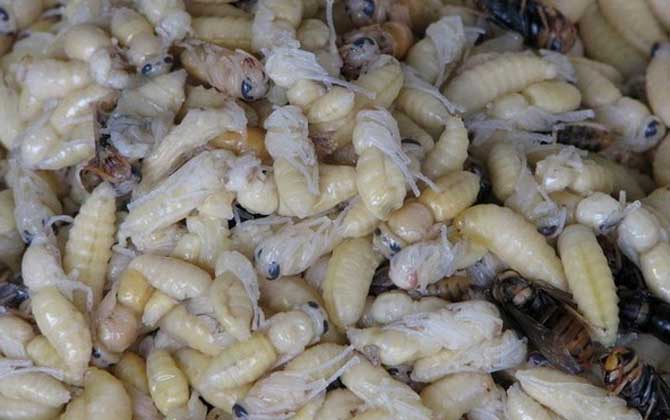 男人吃蜂蛹有什么好處? 蜂蛹