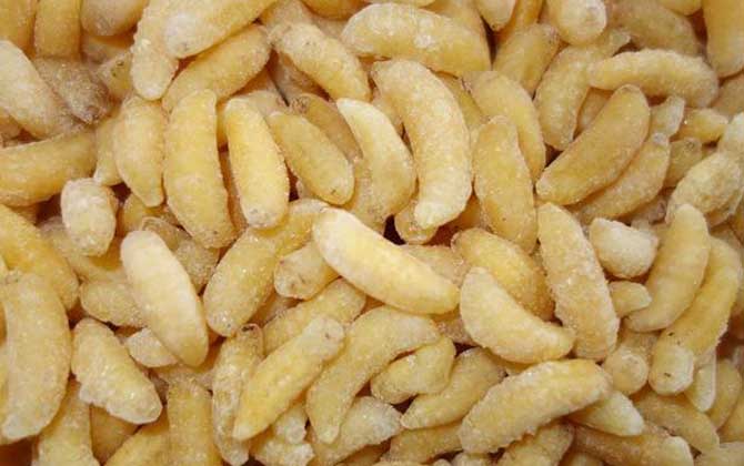 蜂蛹含有哪些營養成分? 蜂蛹