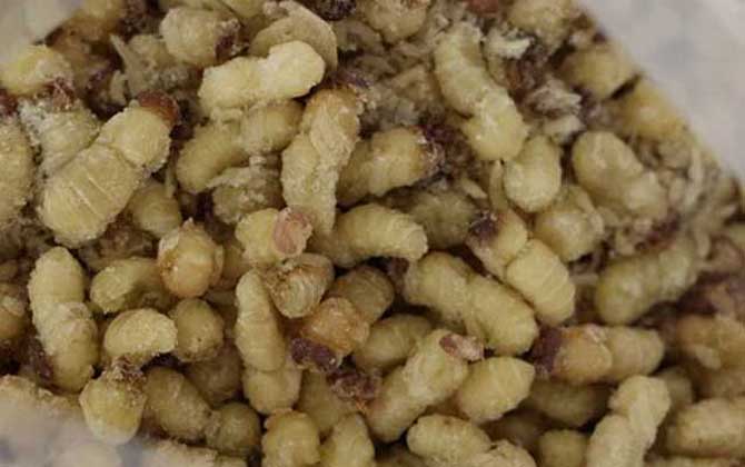 蜂蛹含有哪些營養成分? 蜂蛹