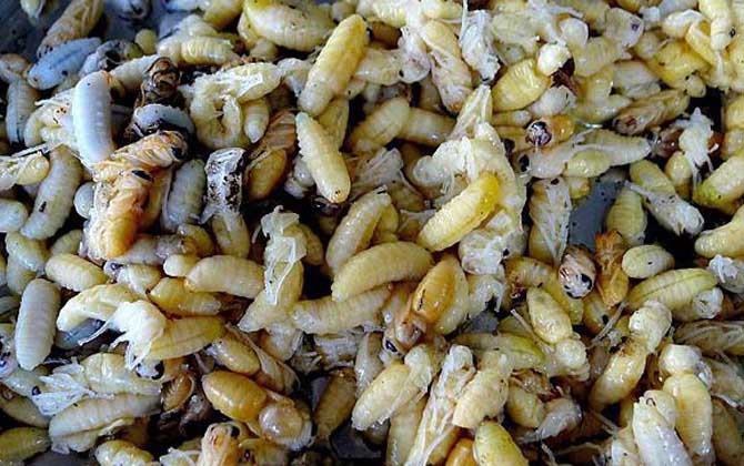 蜂蛹含有哪些營養成分? 蜂蛹