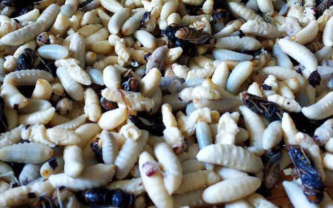 吃蜂蛹過敏了怎么辦? 蜂蛹