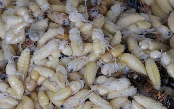 清蒸蜂蛹的做法及禁忌人群 蜂蛹