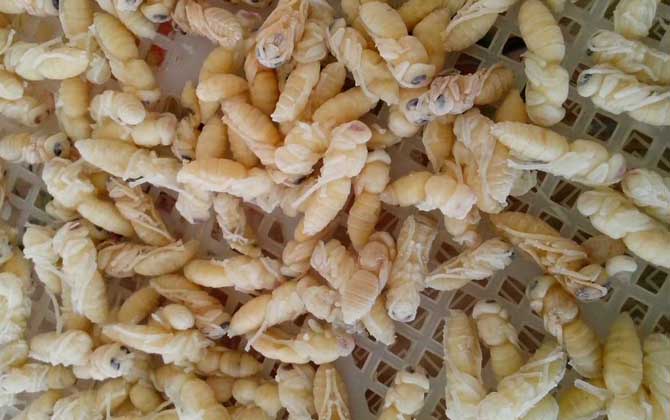 清蒸蜂蛹的做法及禁忌人群 蜂蛹