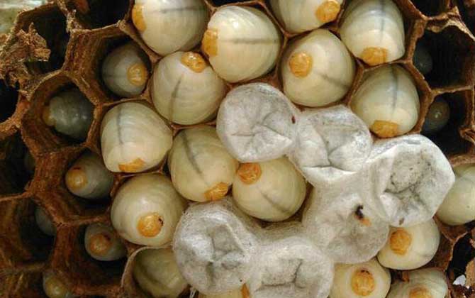 蜂蛹酒的禁忌及正確喝法 蜂蛹