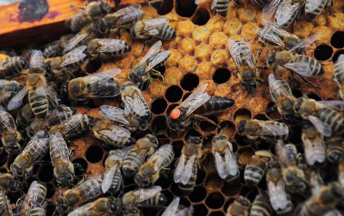 蜂王死了蜂群會逃跑嗎? 蜂王