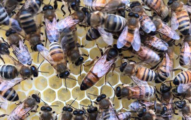 最簡單有效的換王方法 換王