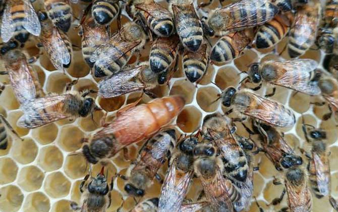 最簡單有效的換王方法 換王