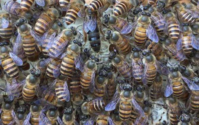 養(yǎng)蜂怎樣人工育王最簡(jiǎn)單? 人工育王