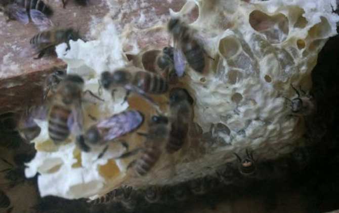 養(yǎng)蜂怎樣人工育王最簡(jiǎn)單? 人工育王