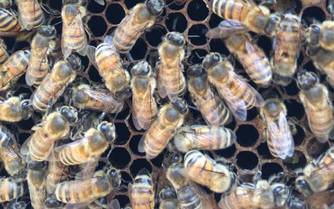 蜂群失王多久會出新王? 蜂群失王