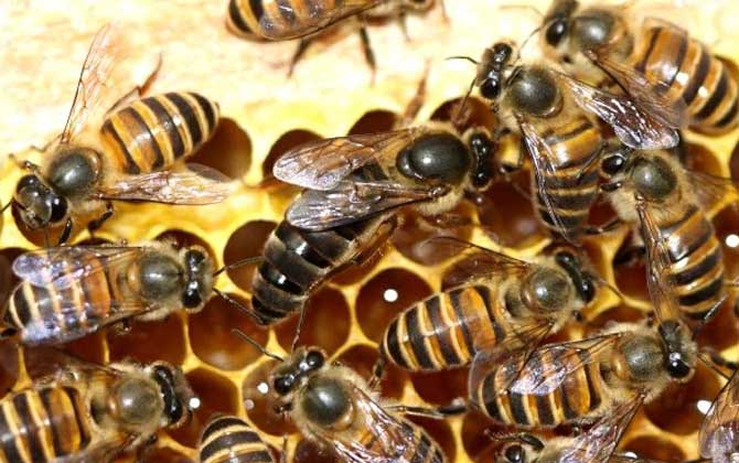 蜂王藏在蜂群什么位置? 蜂王